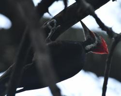Foto Carpintero Negro