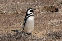 Foto Pingüino Patagónico