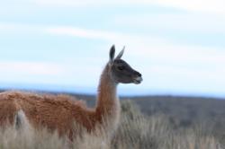 Foto Guanaco