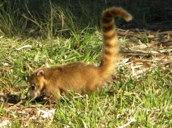 Foto Coatí
