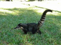 Foto Coatí