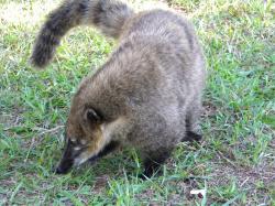 Foto Coatí