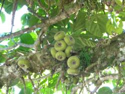 Higuera Del Himalaya (Ficus auriculata)