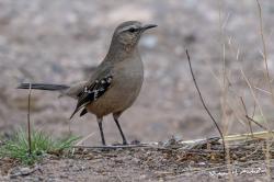 Foto Calandria Mora