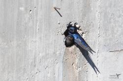 Foto Golondrina Negra