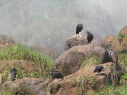 Photo Jote Cabeza Negra
