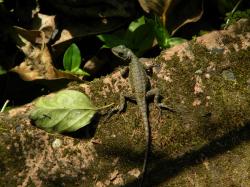 Photo Lagarto Trepador