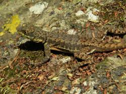 Photo Lagarto Trepador