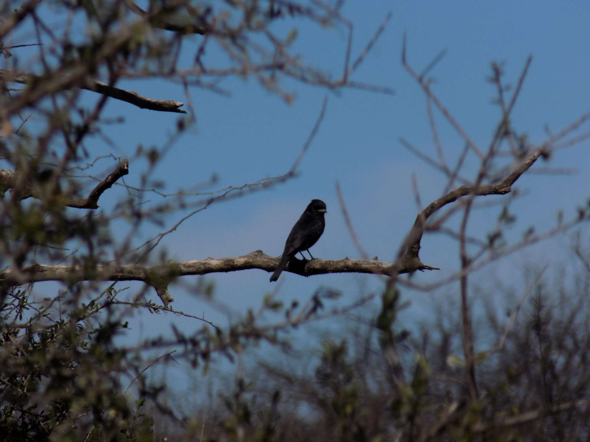 Photo Golondrina Negra