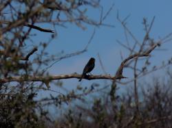 Foto Golondrina Negra