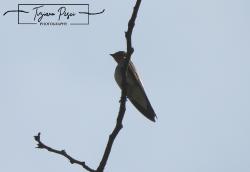 Foto Golondrina Ribereña