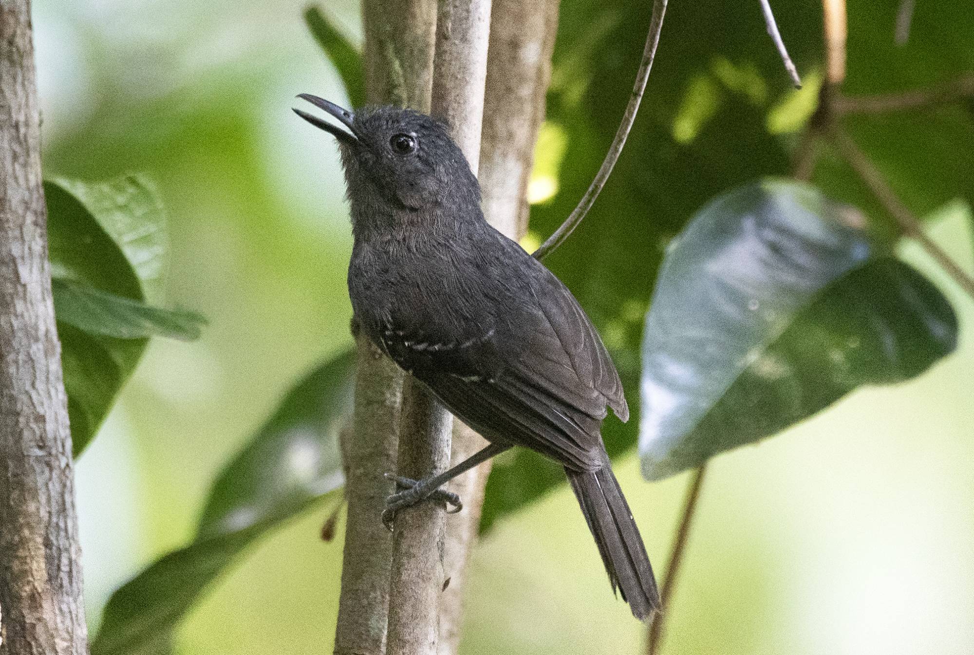 Cercomacroides&nbsp;laeta