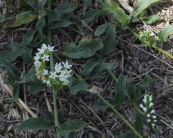  (Heliotropium veronicifolium)