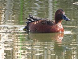 Photo Pato Colorado