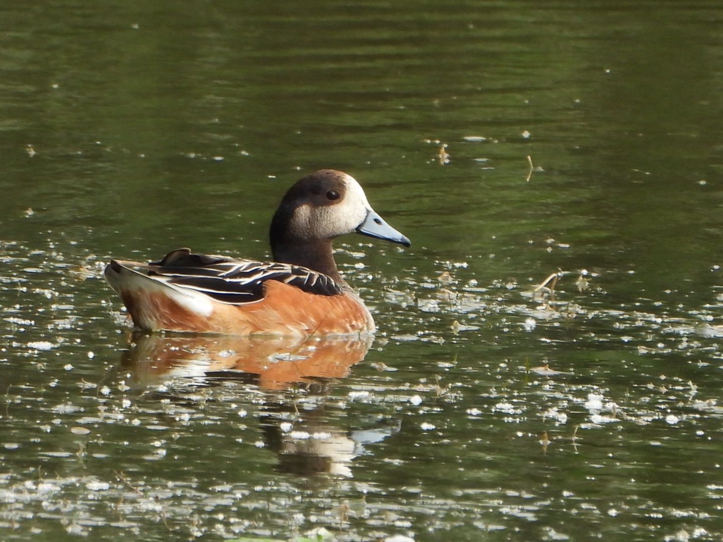 Photo Pato Overo