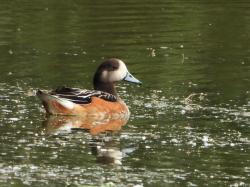 Photo Pato Overo