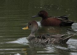 Photo Pato Colorado