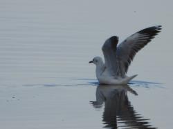 Foto Gaviota Cocinera