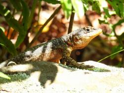 Photo Lagarto Trepador