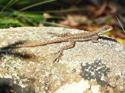 Photo Lagarto Trepador