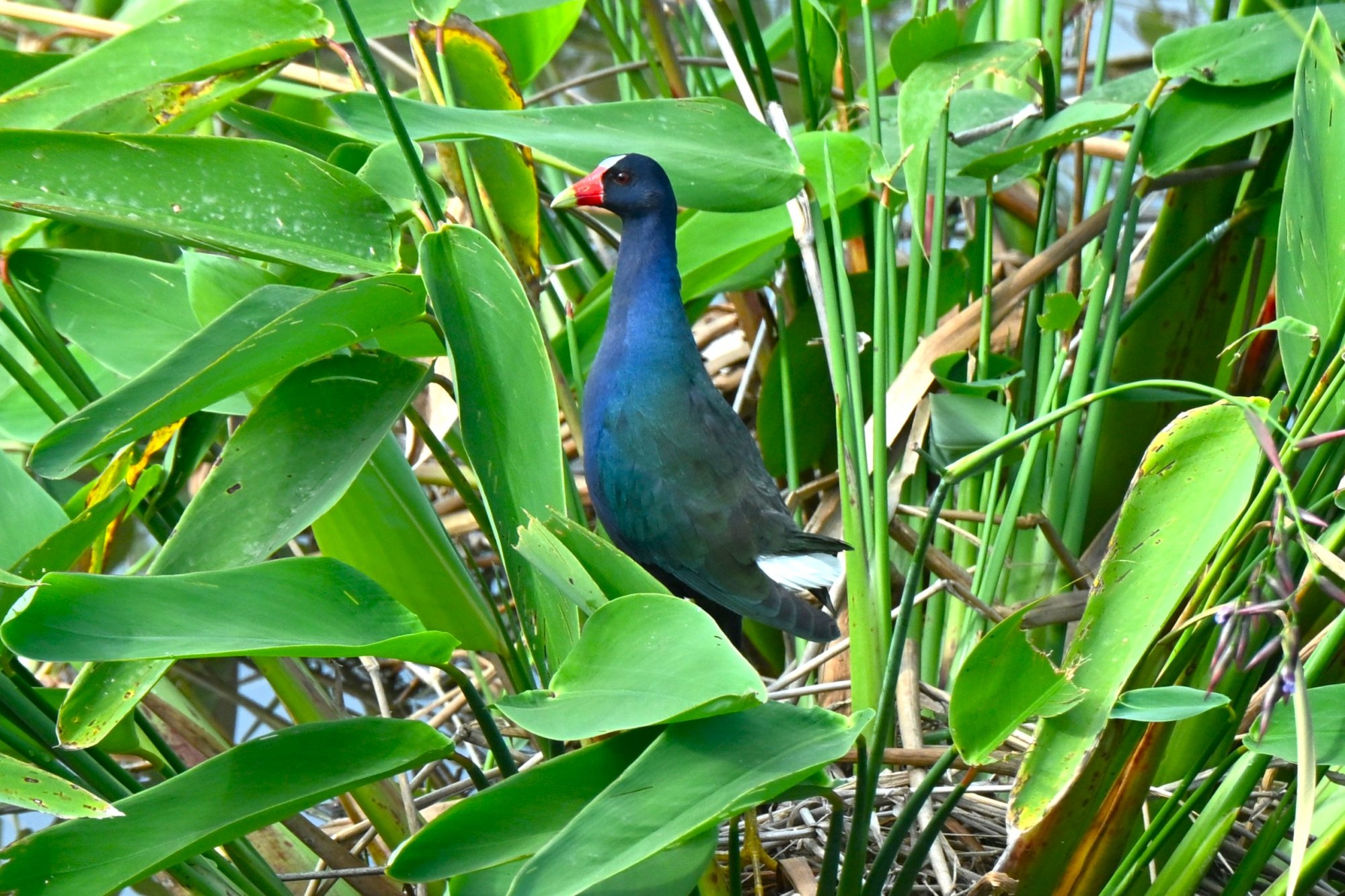 Foto Pollona Azul