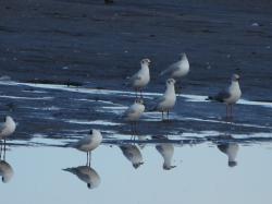 Foto Gaviota Gris
