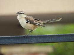 Photo Calandria Grande