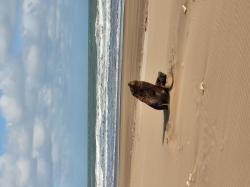 Foto Lobo Marino de Un Pelo
