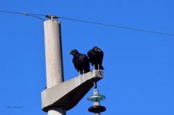 Foto Jote Cabeza Negra