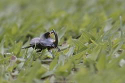 Foto Torito