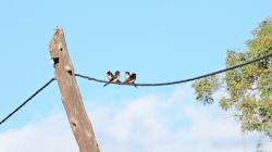 Foto Golondrina Tijerita