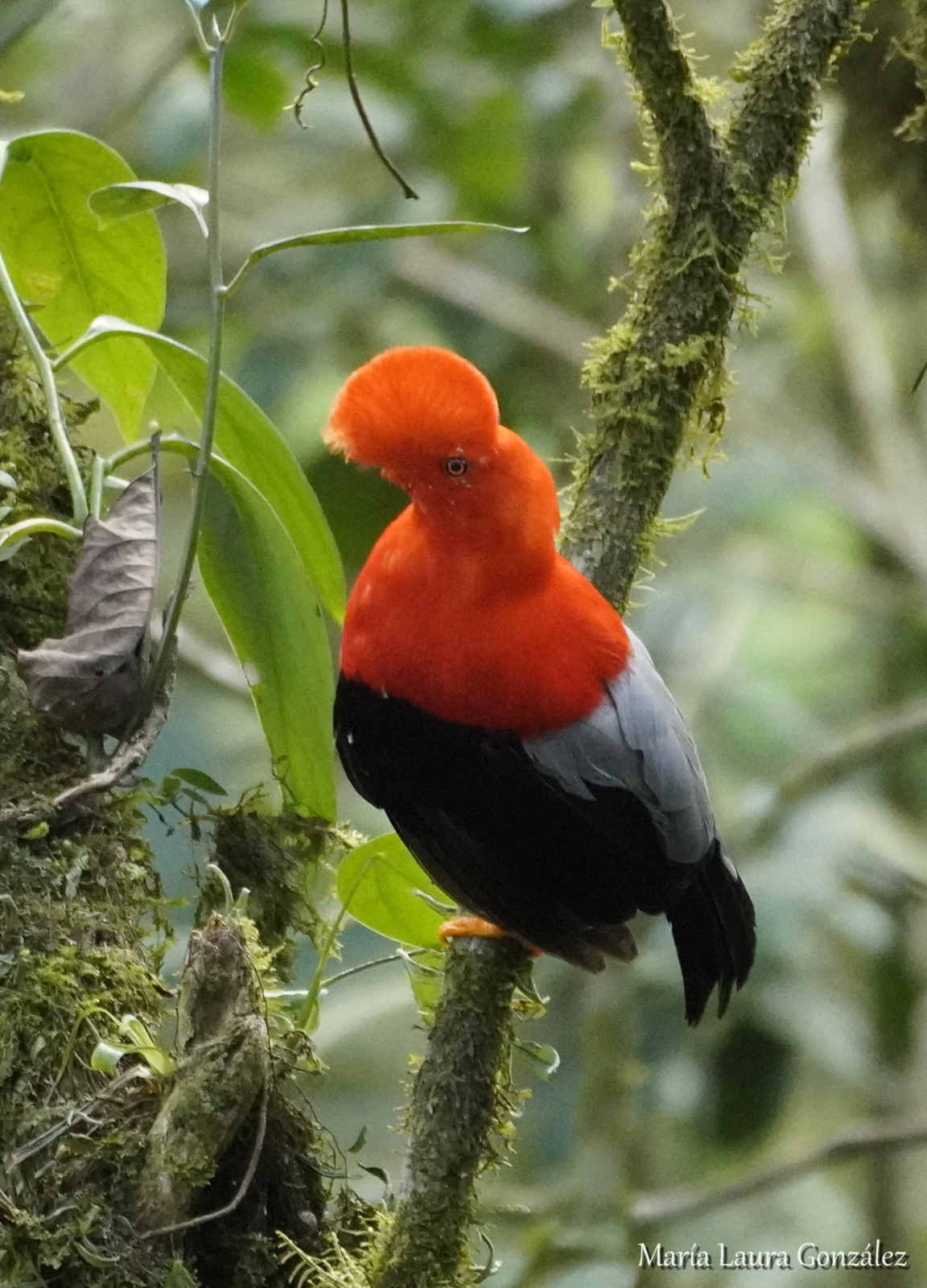 Foto Gallito De Las Rocas Peruano