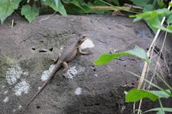 Foto Lagarto Trepador