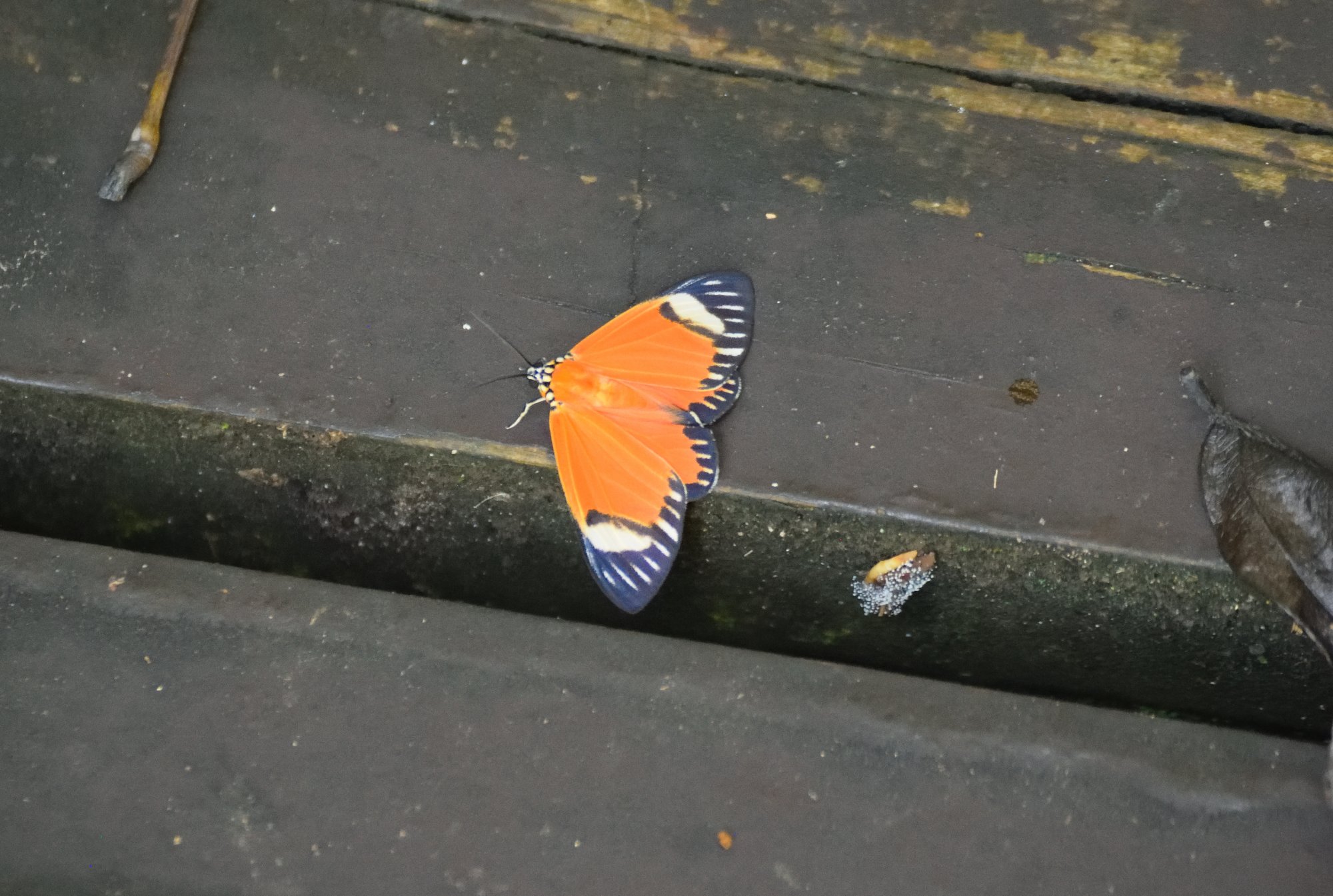Calodesma&nbsp;maculifrons