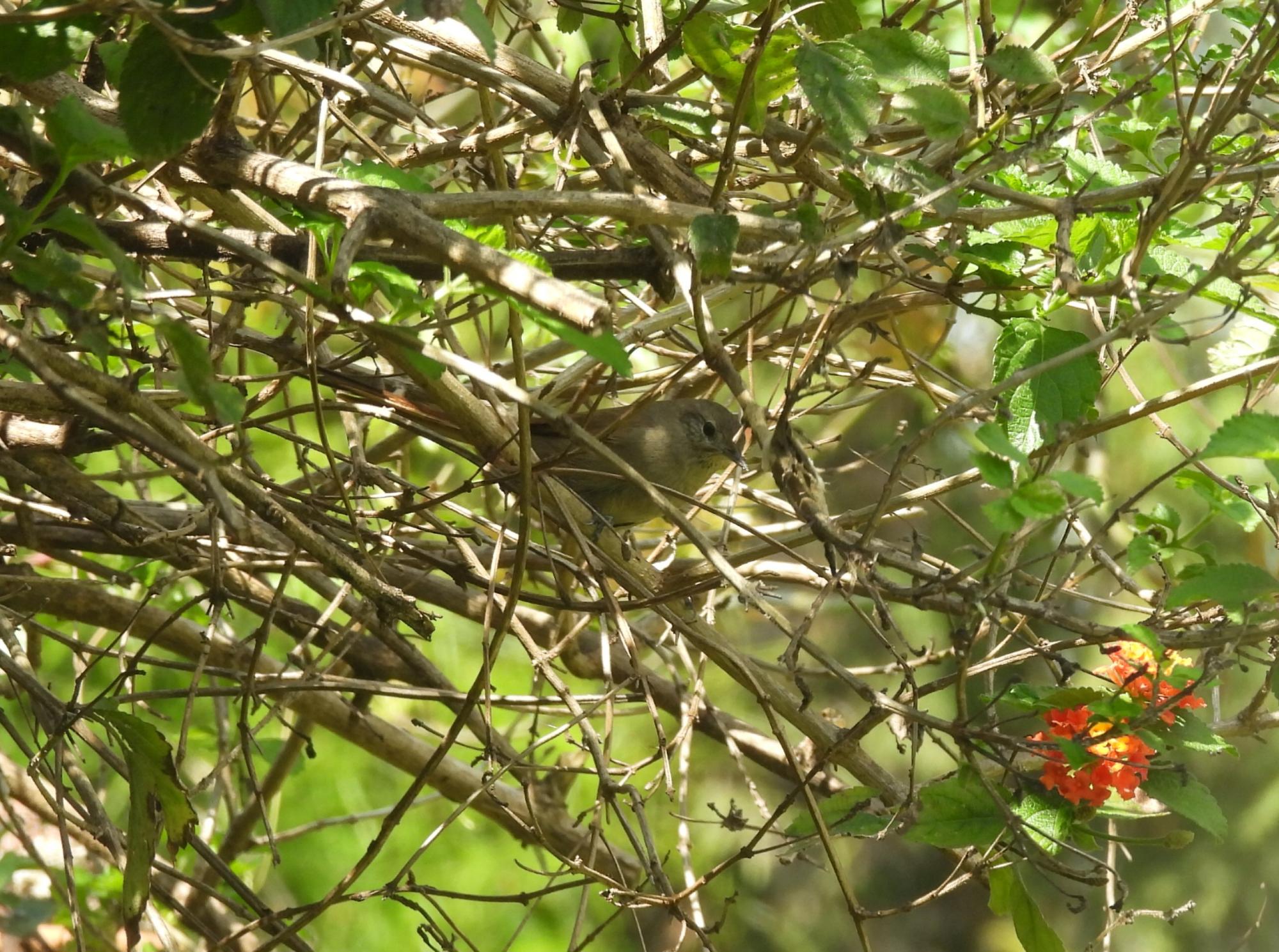 Foto Canastero Coludo