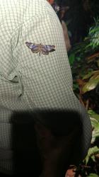  (Macrosoma hyacinthina)