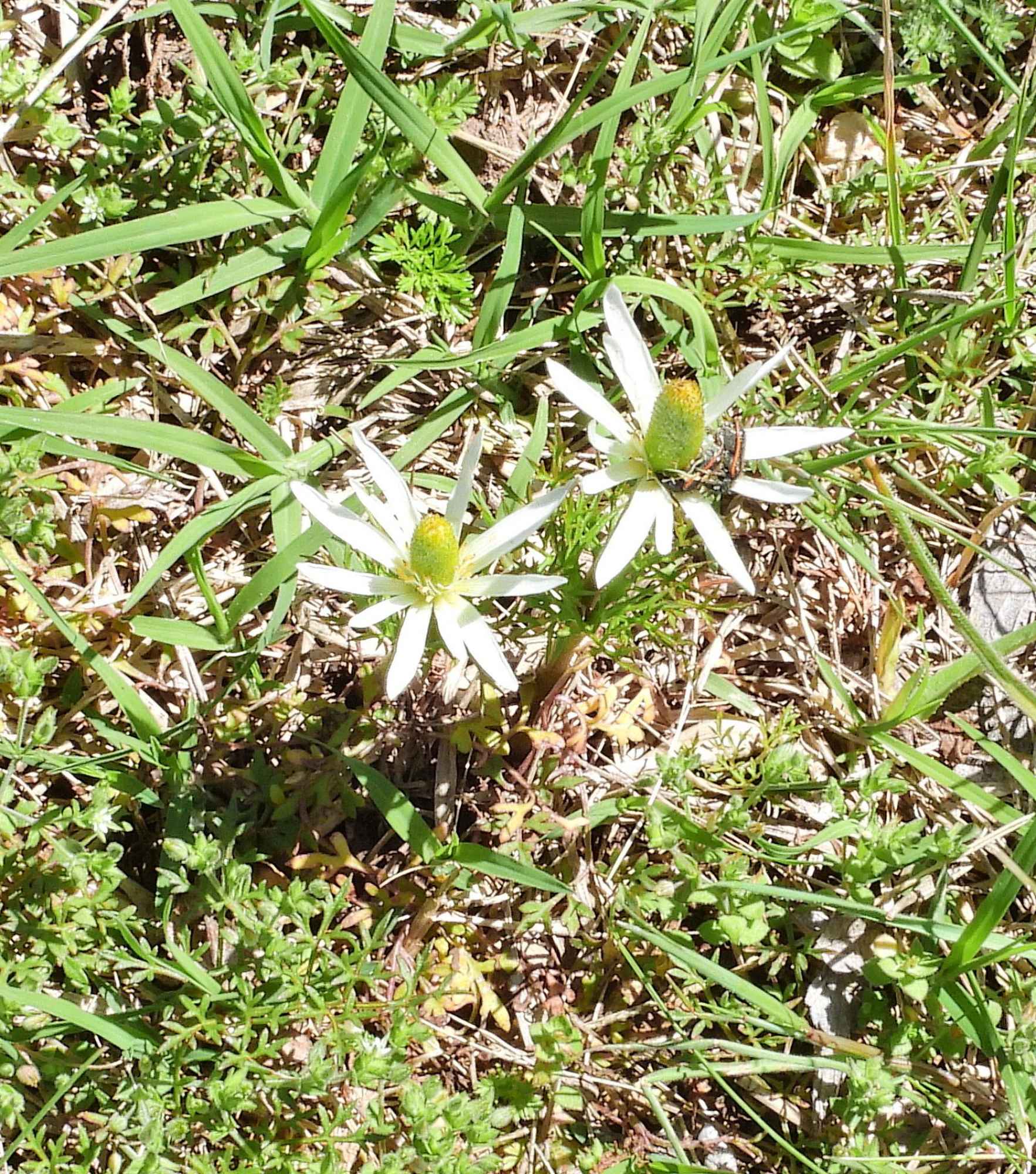 Foto Centella