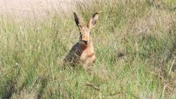 Foto Liebre Europea