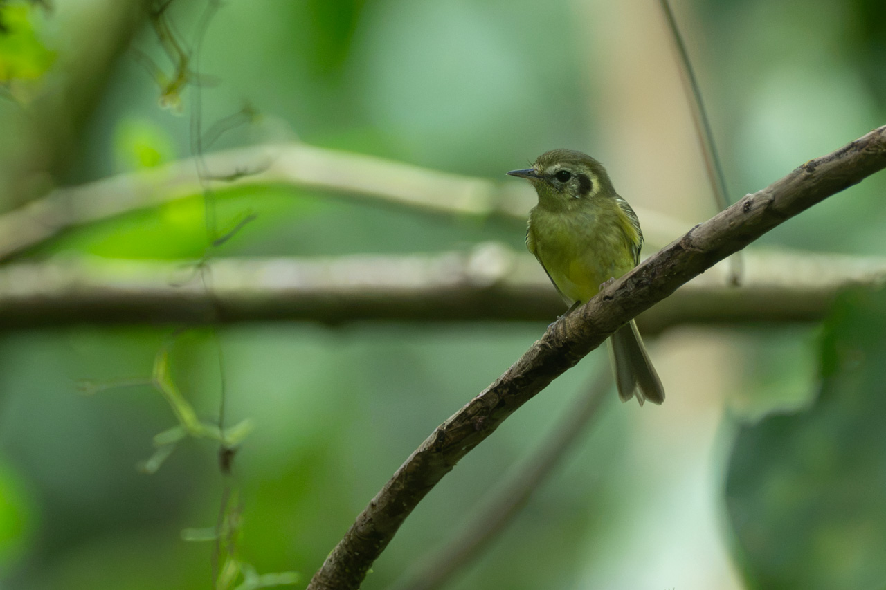 Pogonotriccus&nbsp;lanyoni