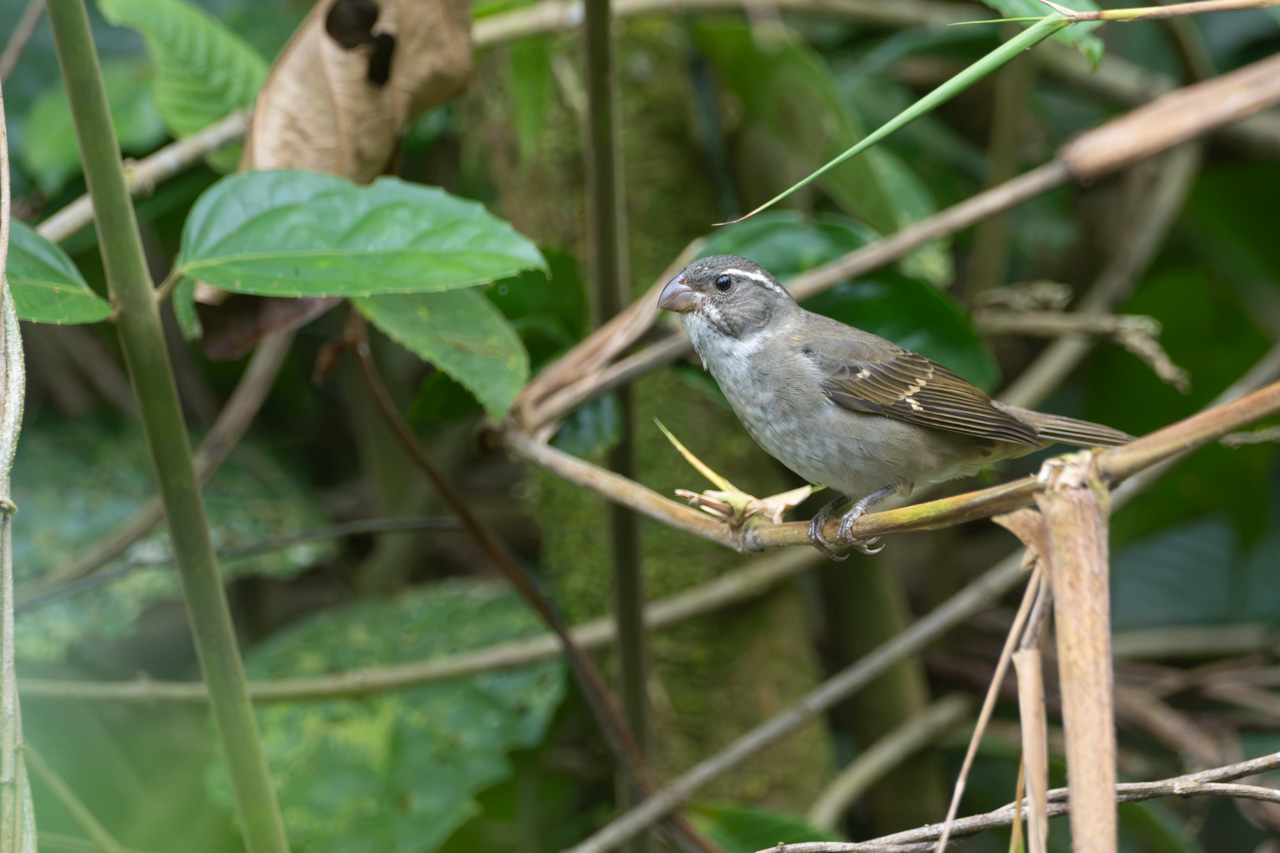 Sporophila&nbsp;frontalis