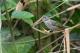  (Sporophila frontalis)