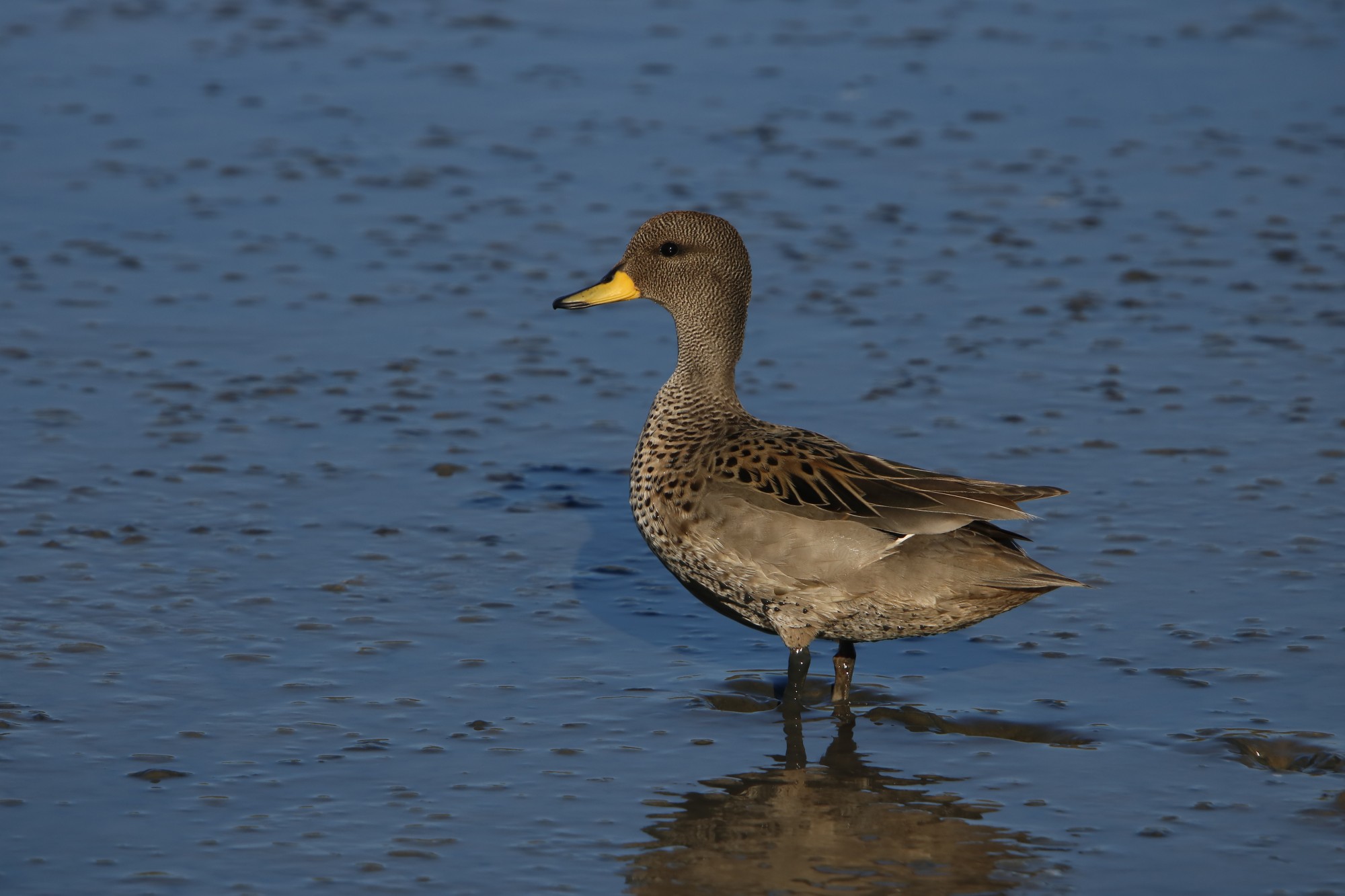 Foto Pato Barcino