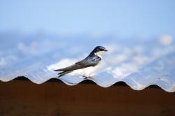 Foto Golondrina Ceja Blanca