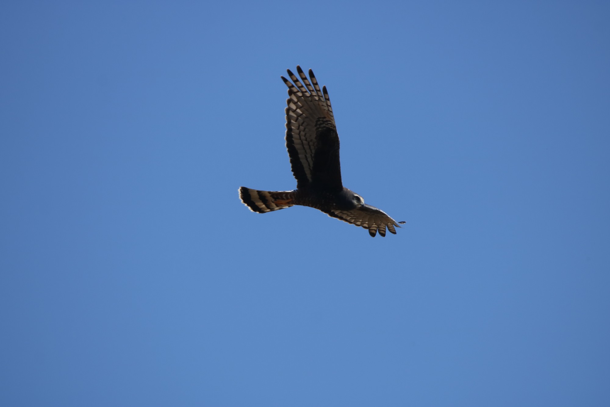 Photo Gavilán Planeador