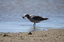 Foto Gaviota Cangrejera