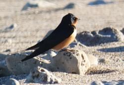 Foto Golondrina Tijerita