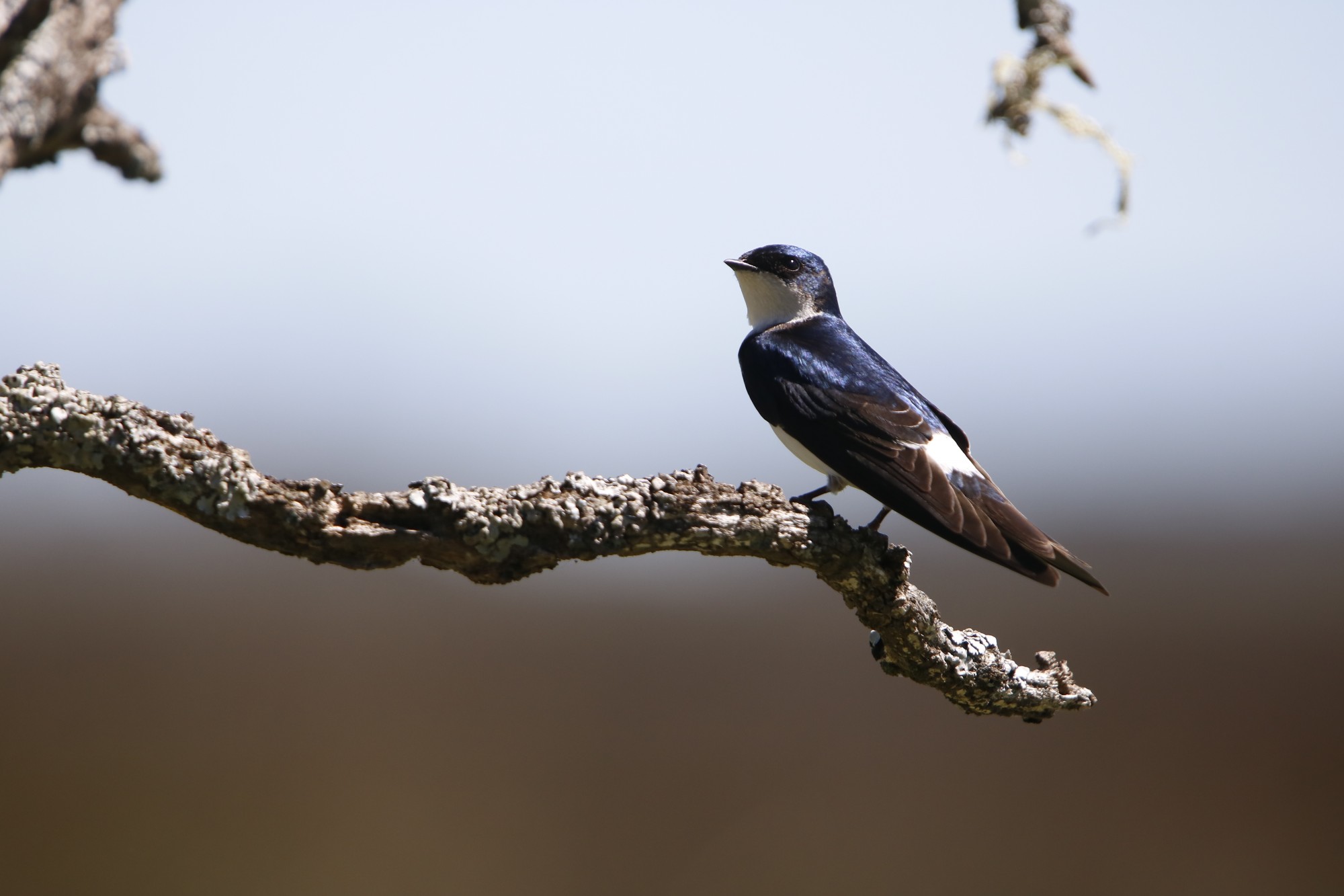 Foto Golondrina Patagónica