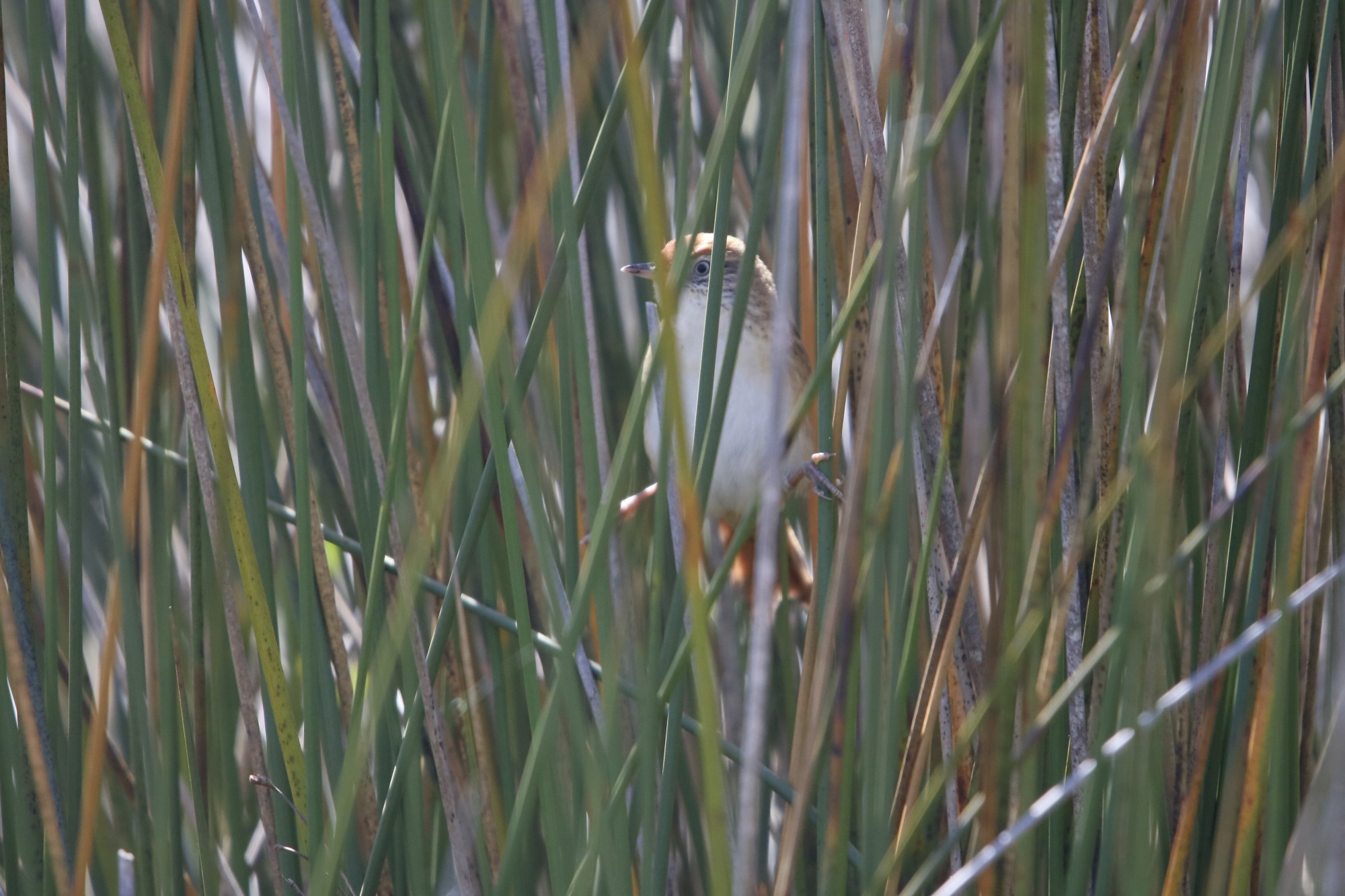 Photo Espartillero Enano