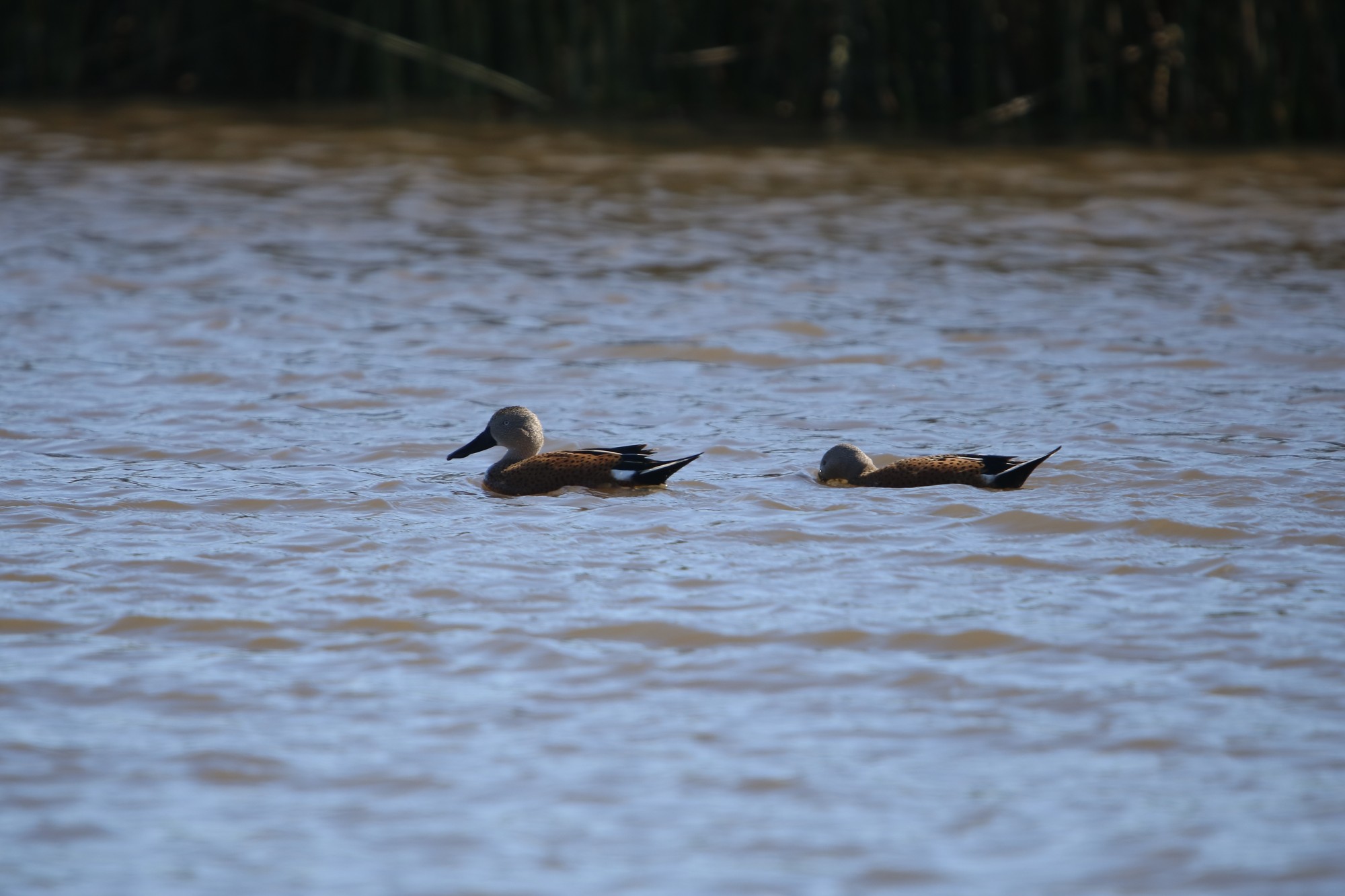 Photo Pato Cuchara