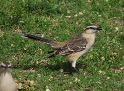 Foto Calandria Grande